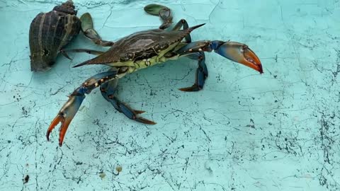 Big Blue Crab