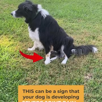 check the leg shake for your dogs sake
