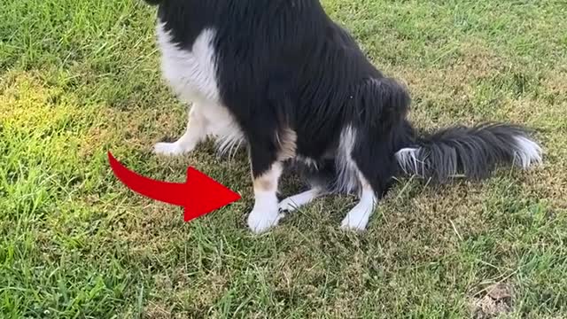 check the leg shake for your dogs sake