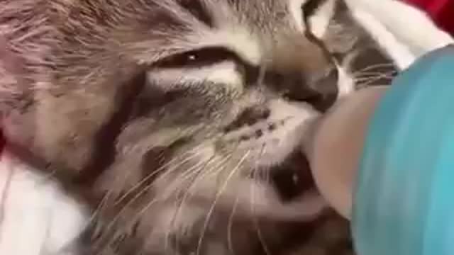 Kitten sucking - cute