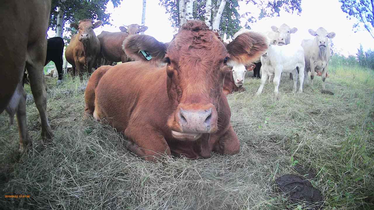 cow chewing