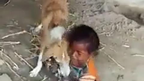 baby love dog|Funny Video