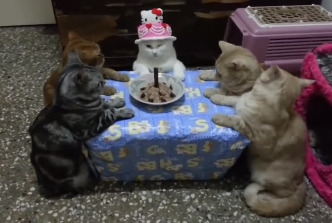 The birthday cat