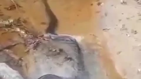 dogs are saved from being a python's lunch