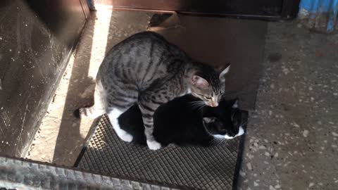 cat mating