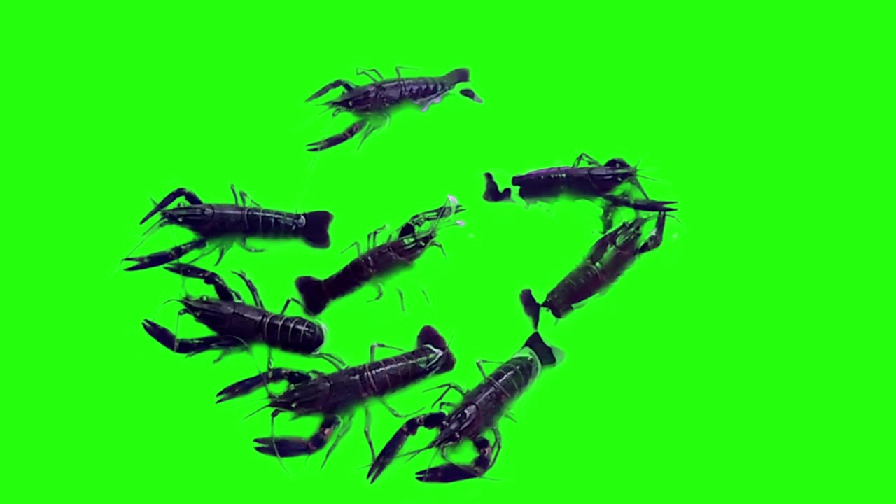 Lobsters Green Screen Video