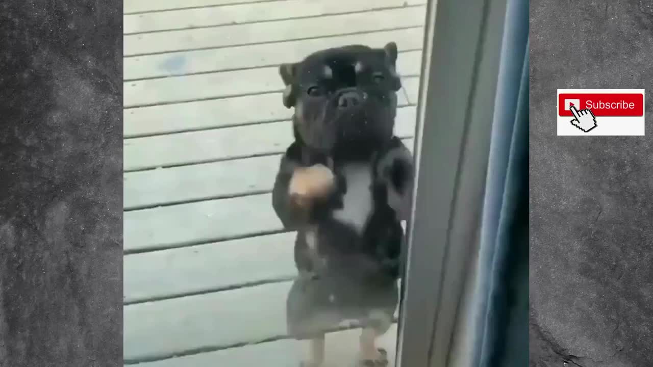 Hilarious pet videos that'll brighten your day! (Pet Collection Part 1)
