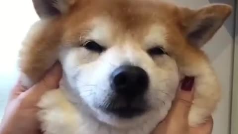 There is a cute puppy.