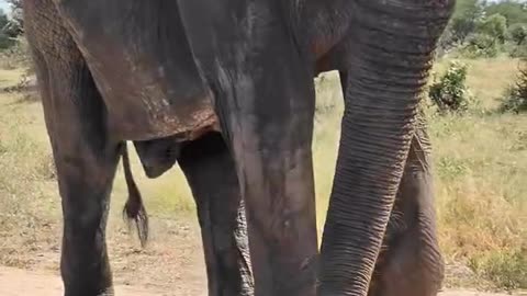 African Elephant