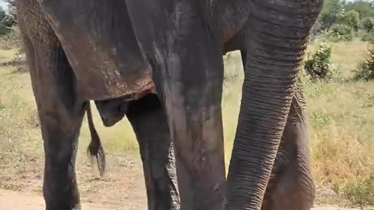 African Elephant
