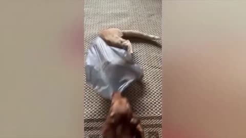 The cut funny dogs