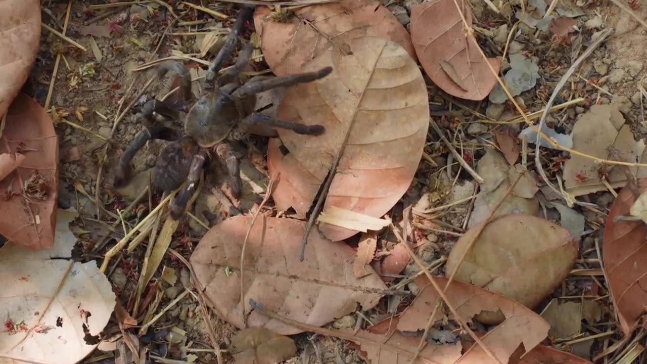 The Thrill of Tarantula Hunting: Unraveling Cambodia's Fascination with Insects