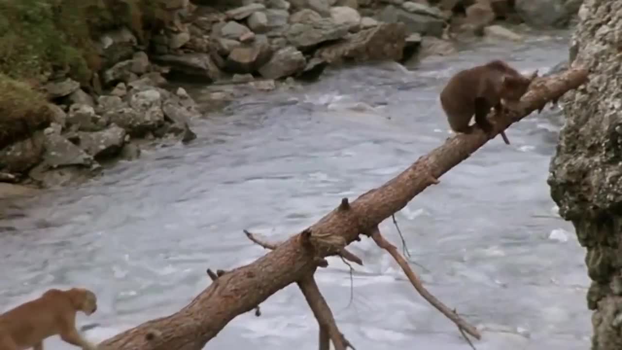 Lions is King But Fail! Mother Bear Save Her Baby From Puma Hunting, Giraffe vs Lions