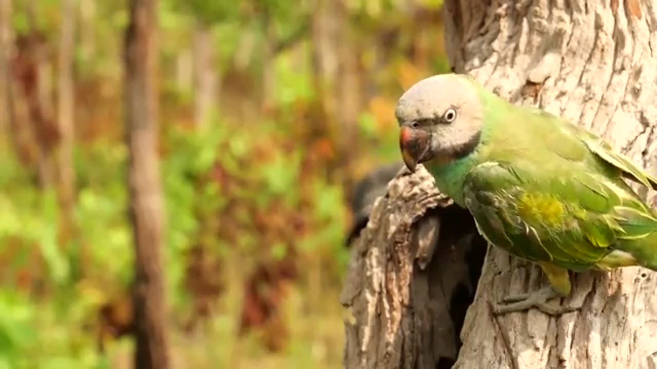 Parrots