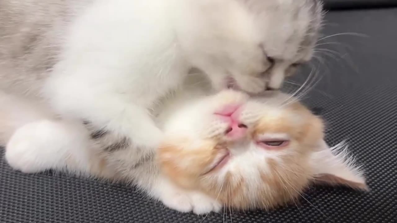 Cat Love Story Of The Year