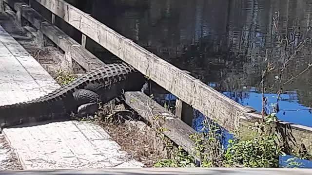 Alligator Stuck in Bridge Doesn't Learn its Lesson