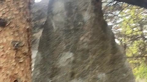 Clearing tree from a boulder part 1