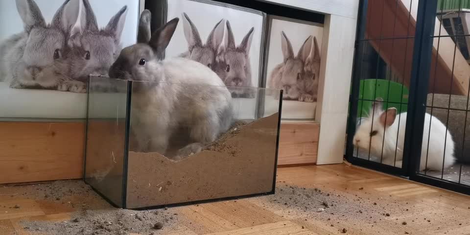 naughty rabbit