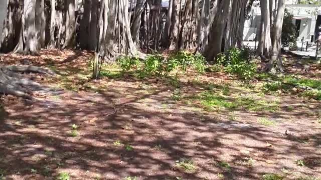 Banyan tree on the Edison Estate botanical garden property 1927