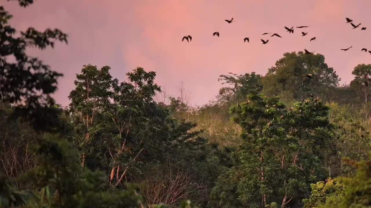 Many, many birds