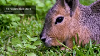 1500 NAMES and SOUNDS of Animals in 8K Ultra HD