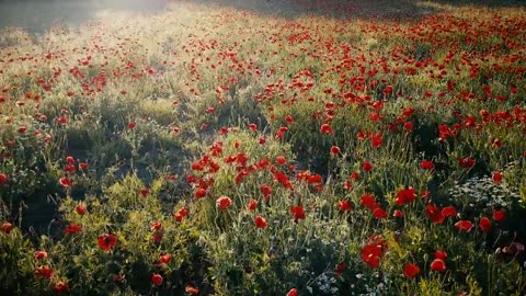 Poppy field