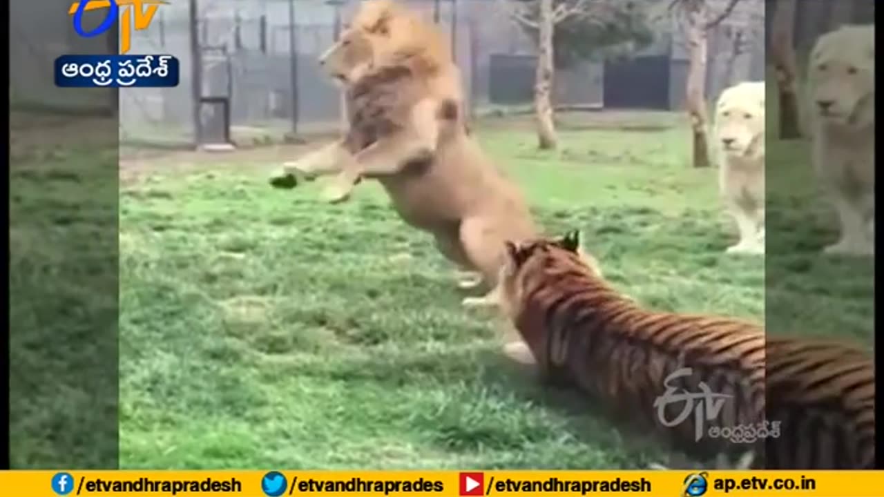 Lion vs tiger win ? surprised