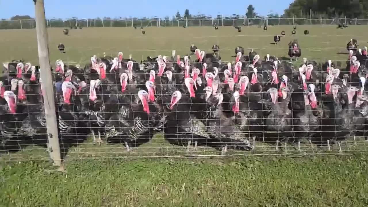 Turkey Run