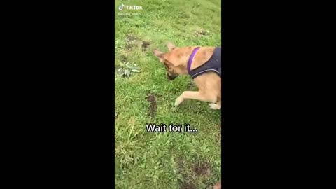 FUNNY ANIMAL THAT WILL MAKE YOU LAUGH ALL DAY