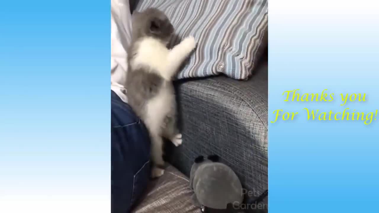 Funny and Cute Cat's Life 4