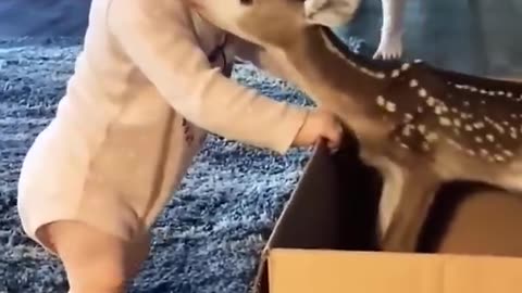 cute deer 🦌 😍