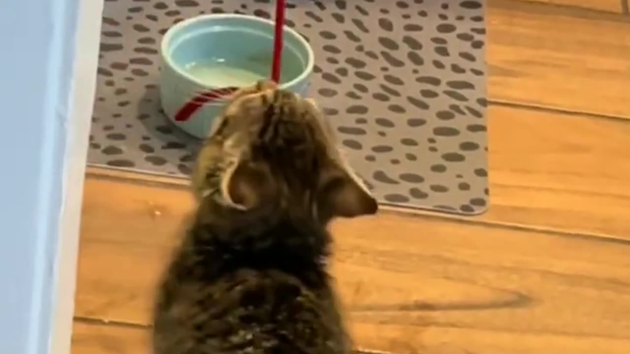 FUNNY CATS AND DOGS VIDEOS 2024.