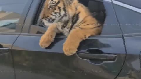 Tiger In The Car