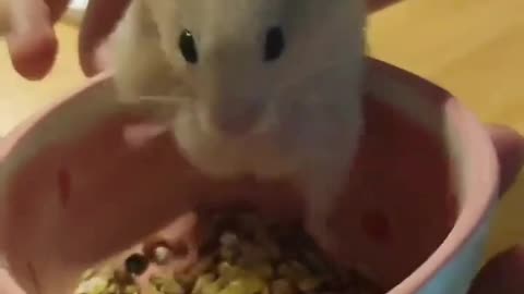 A little hamster that can dance ballet