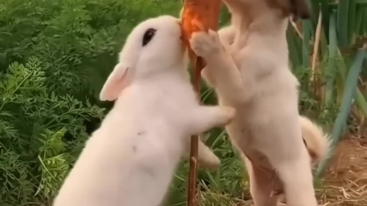 Friendship - puppies and rabbit