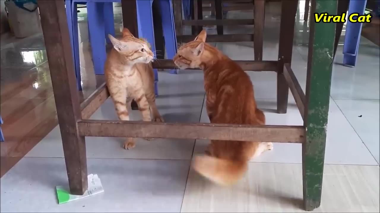 Fighting meowing