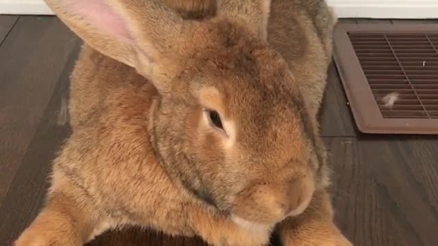 Rabbit & Guinea pig Twining