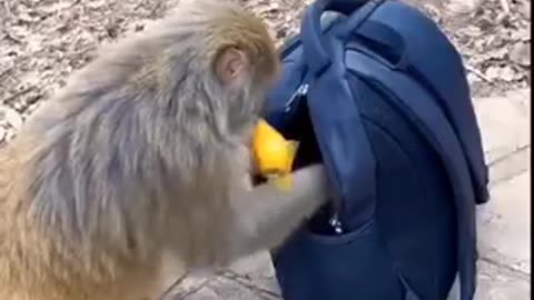 Funny monkey