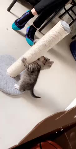 My sweet baby kitten