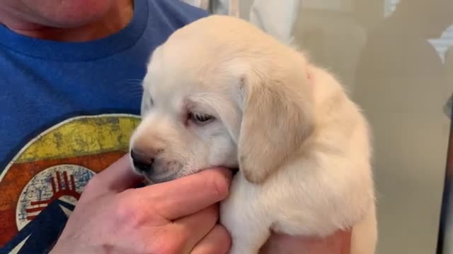 Patty the Pretty Lab Puppy Takes her FIRST Bath Tub