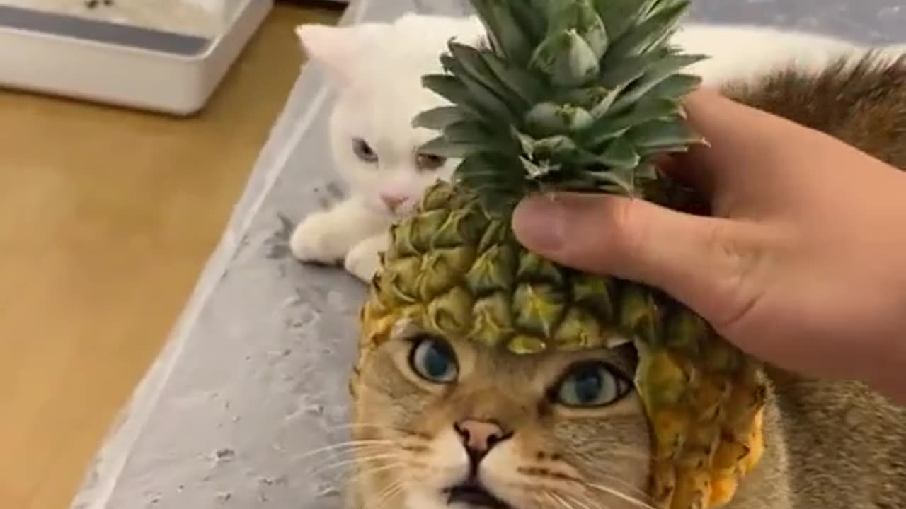 😹🍍