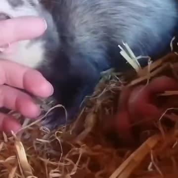 𝗧𝗵𝗶𝘀 𝗳𝗲𝗿𝗿𝗲𝘁 𝗱𝗿𝗮𝗴𝗴𝗶𝗻𝗴 𝗵𝗲𝗿 𝗵𝘂𝗺𝗮𝗻 𝘁𝗼 𝗰𝗼𝗺𝗲 𝘀𝗲𝗲 𝗵𝗲𝗿 𝗯𝗮𝗯𝗶𝗲𝘀 𝗶𝘀 𝗲𝘃𝗲𝗿𝘆𝘁𝗵𝗶𝗻𝗴