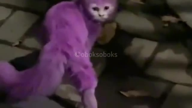fun videos cat part 2