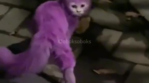 fun videos cat part 2