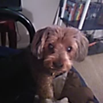 Dog knows how to spell treaty's