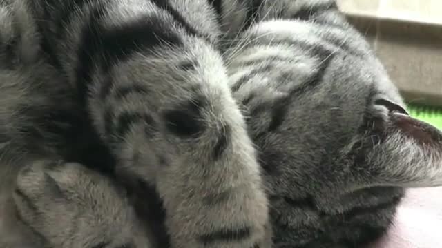 A sleeping cat