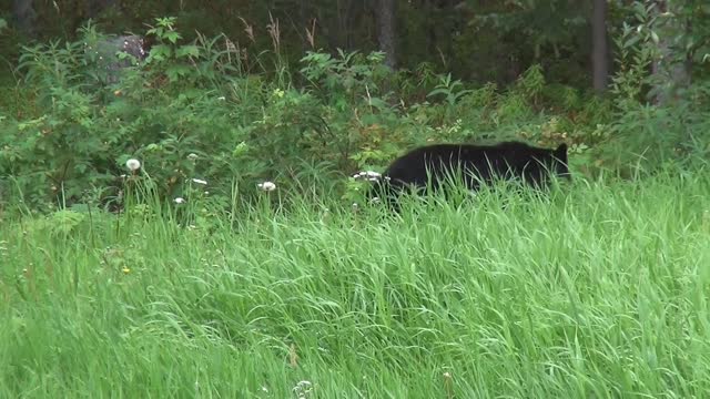 Black Bear Playing