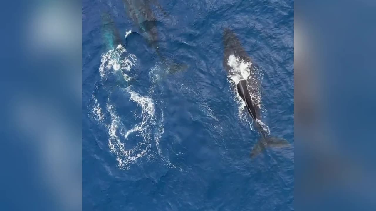 Whale fish swimming#animal#sea