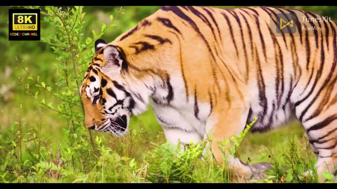 National Geographic 8k Ultra No Copyright Amazing Animals