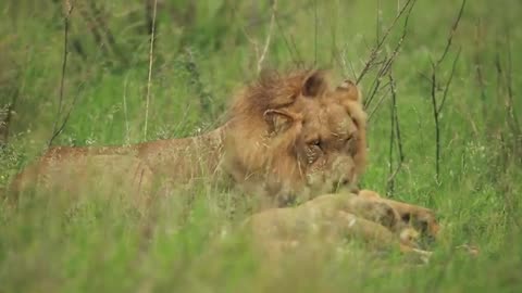 Male 🦁